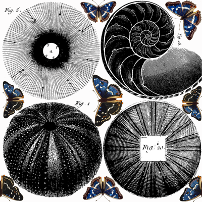 circles & butterflies
