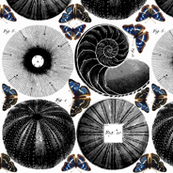 circles & butterflies