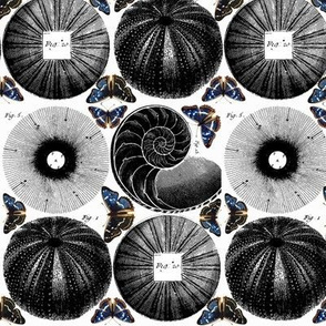 circles & butterflies