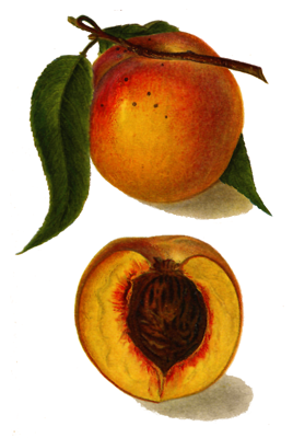 best peaches