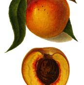 best peaches