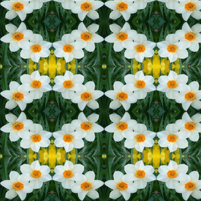 edit_3_stretch_daffodils