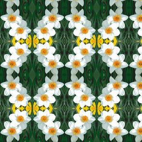 edit_4_daffodils-ch-ch-ch