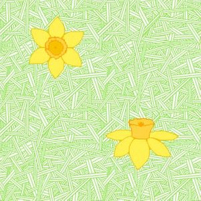 daffodil