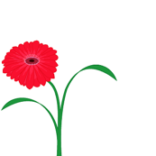 Gerbera Small