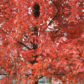 Red Maple Leaves