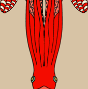 candy_squid