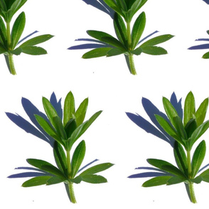 woodruff