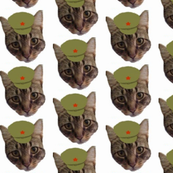 Chairman Meow