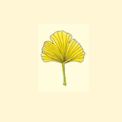 Ginkgo Leaf