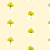 Ginkgo Leaf