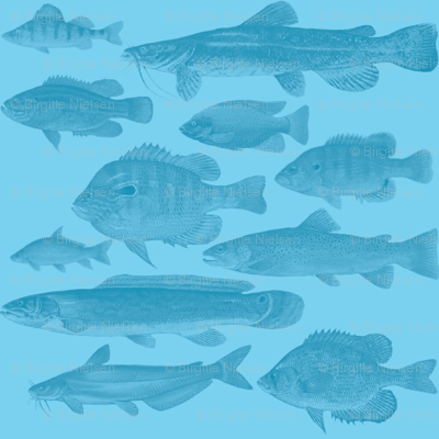 fishes