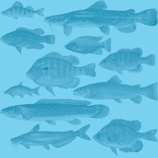 fishes