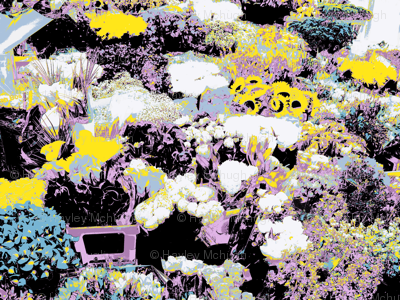 Summer Flowers 
