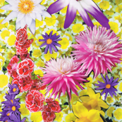 Blooming Summer Collage