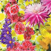Blooming Summer Collage