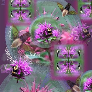 Hummingmoth Medicine_