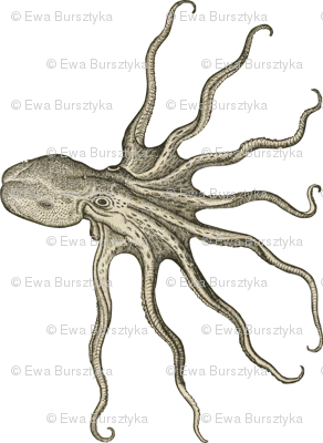 Octopus