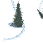 Siberian Husky pulling home the Christmas Tree 