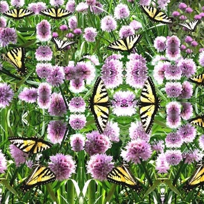 Butterflies in the Chives