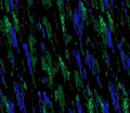 Black Green