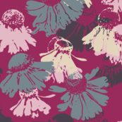 Helenium Mixed