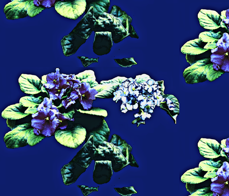 African Violets