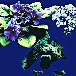 African Violets