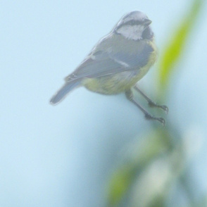Blue Tit Bird