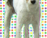Doggy_thumb