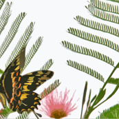 butterfly & mimosa