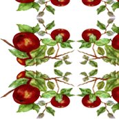 Apples_ed_shop_thumb