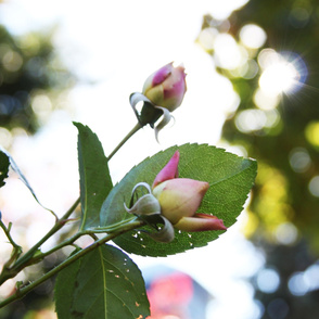 Sun and Rosebud