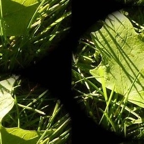 Leaf green