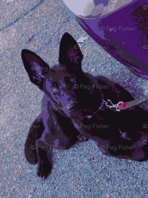 Purple pup