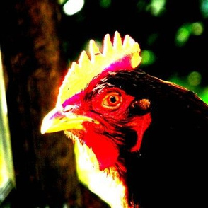 sunlit chick