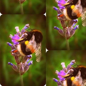lavender bumble