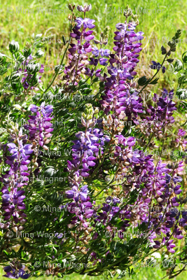 California lupines