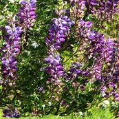 Rrrrlupine1-2486-fabric-rpt-print_shop_thumb