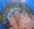 Jelly