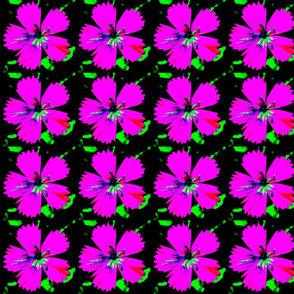 P9140217-ed
