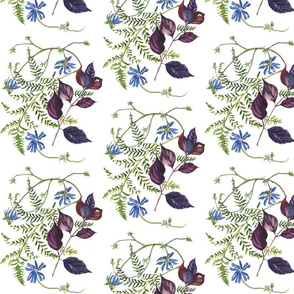 Chicory & Fern
