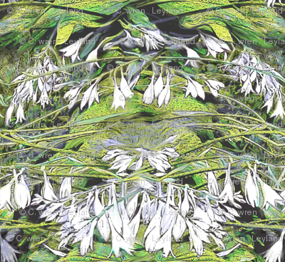 Hosta Black and White 2000