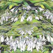 Hosta Black and White 2000