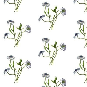 African Daisies
