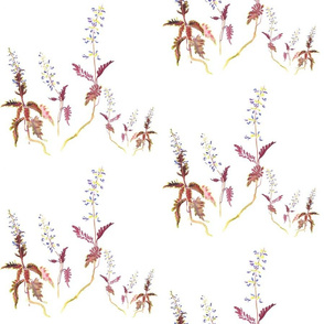 Blue Coleus