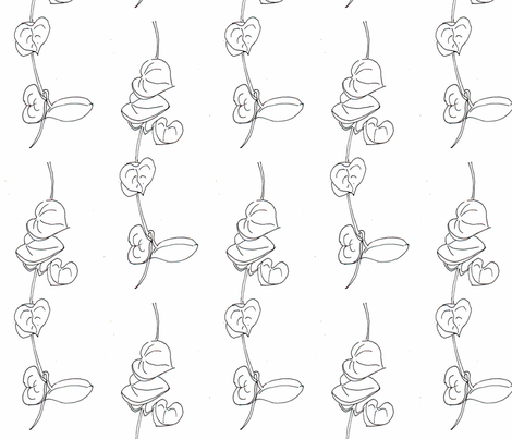 ceropegia