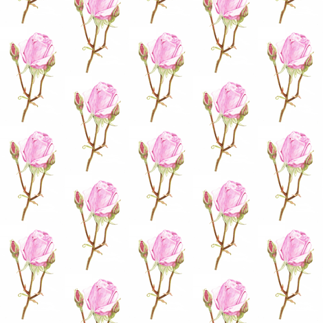 Roses fabric by ccreechstudio on Spoonflower - custom fabric