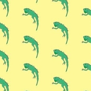 iguana basking