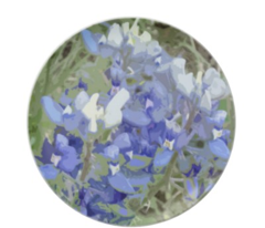 Texas Bluebonnets 